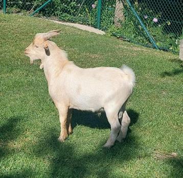 Dwerg geitje bokje beschikbaar voor biedingen