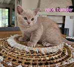 5 Brits korthaar kittens met stamboom te koop, Dieren en Toebehoren, Poes, Gechipt, 0 tot 2 jaar