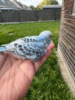 Grasparkiet tam, Dieren en Toebehoren, Vogels | Parkieten en Papegaaien, Tam