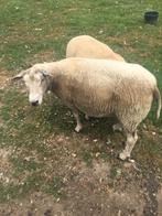 Zware ooi (Franse Texel x swifter), Animaux & Accessoires, Moutons, Chèvres & Cochons
