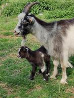 Stamboek (Nederlandse)  landgeiten, Dieren en Toebehoren, Schapen, Geiten en Varkens