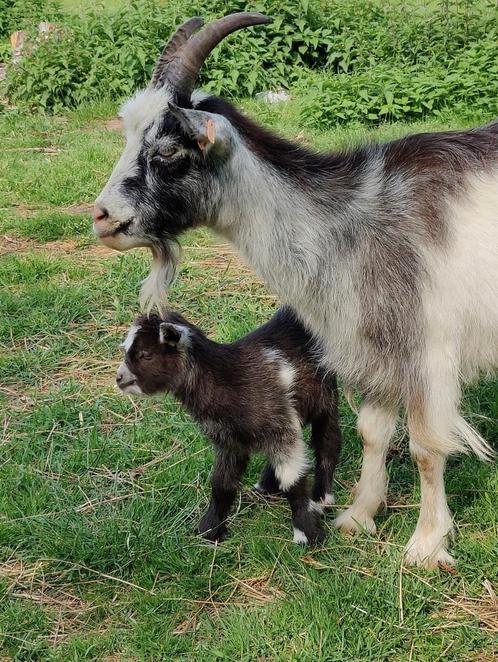 Stamboek (Nederlandse)  landgeiten, Dieren en Toebehoren, Schapen, Geiten en Varkens