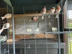 Jonge kanaries ( 2025 ), Dieren en Toebehoren, Meerdere dieren, Kleurkanarie