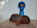 2 cavia beren, Dieren en Toebehoren, Knaagdieren, Cavia