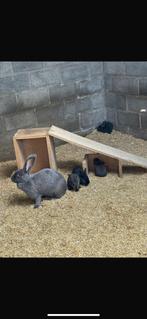 Vlaamse reus, Dieren en Toebehoren, Meerdere dieren