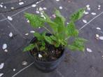 Longkruid - meerdere plantjes in één pot - paars/roze, Tuin en Terras, Vaste plant, Halfschaduw, Lente, Ophalen