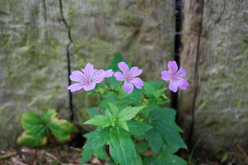 Geranium nodosum - Ooievaarsbek (vaste plant), Jardin & Terrasse, Plantes | Jardin, Plante fixe, Enlèvement