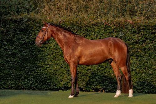 Lusitano Ruin 4 jaar, Animaux & Accessoires, Chevaux, Hongre, Débourré, 165 à 170 cm, 3 à 6 ans, Avec pedigree, Avec puce électronique