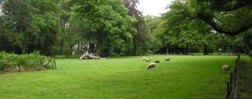 weides gezocht voor schapen, Dieren en Toebehoren, Schapen, Geiten en Varkens