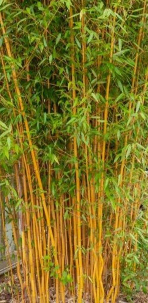 Bambous jaunes, Tuin en Terras, Planten | Tuinplanten, Vaste plant, Overige soorten, Volle zon, Bloeit niet, Ophalen