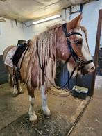 halve stal gezocht voor dressuurtinker en shetlander, Dieren en Toebehoren, Gechipt, Dressuurpony, L, 7 tot 10 jaar