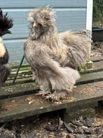 Zijdehoen usa haan, Dieren en Toebehoren, Pluimvee, Mannelijk, Kip