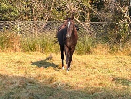 Zwarte egyptische arabische volbloed, Dieren en Toebehoren, Paarden, Ruin, Niet van toepassing, 3 tot 6 jaar, Met stamboom, Gechipt