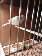 Te koop mooie witte mannetje kanarie van 2025 met ring, Dieren en Toebehoren, Mannelijk, Kleurkanarie