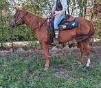 8 jarige quarter merrie quarter, Dieren en Toebehoren, Paarden, Merrie, Minder dan 160 cm, Zadelmak, Gechipt