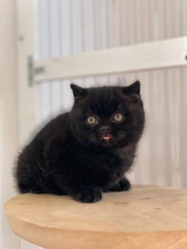 Zwart britse korthaar katertje kitten, Dieren en Toebehoren, Katten en Kittens | Raskatten | Korthaar, Kater, 0 tot 2 jaar, Gechipt