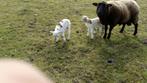 Schaap lam 8 maanden, Dieren en Toebehoren, Schapen, Geiten en Varkens, Mannelijk, Schaap, 0 tot 2 jaar