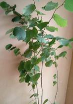 Noisetier, Enlèvement