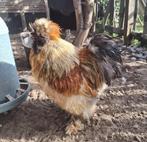 Zijdehoen haan, Dieren en Toebehoren, Pluimvee, Mannelijk, Kip