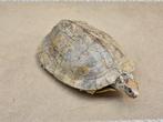 Taxidermie: schildpad, Verzamelen, Ophalen of Verzenden