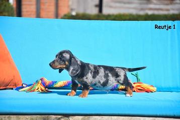 Prachtige Teckel pupjes, Poils courts, Plusieurs, Belgique, Plusieurs animaux