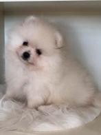 Pomeriaan cream mini reutje, Dieren en Toebehoren, Honden | Poolhonden, Keeshonden en Oertypen, België, Fokker | Hobbymatig, Keeshond