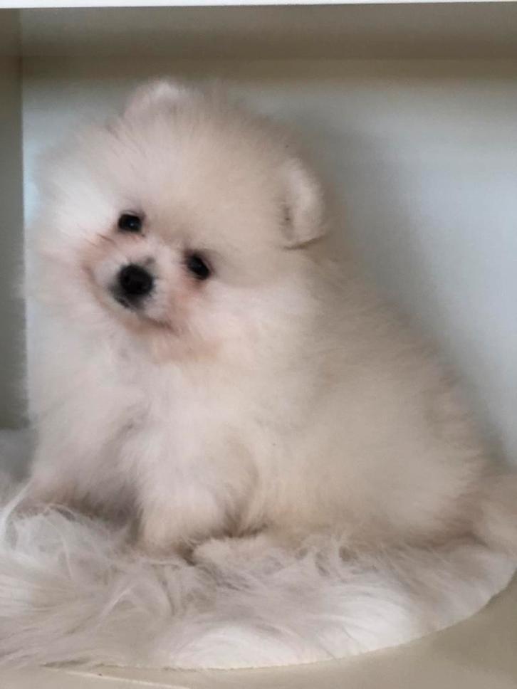 Pomeriaan cream mini reutje, Dieren en Toebehoren, Honden | Poolhonden, Keeshonden en Oertypen, Reu, Keeshond, Fokker | Hobbymatig