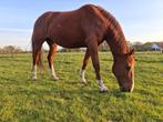 Dressuurmerrie, Dieren en Toebehoren, Paarden, Merrie