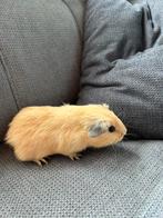 Cavias, Dieren en Toebehoren, Knaagdieren, Augustus, Meerdere dieren, Cavia
