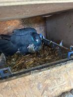 Türkes takla, Dieren en Toebehoren, Vogels | Duiven