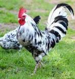 Bonte leghorn broedeieren, Dieren en Toebehoren, Pluimvee