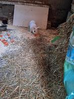 mooie cavia's en konijntje, Dieren en Toebehoren, Knaagdieren, Cavia, November, Meerdere dieren, Tam
