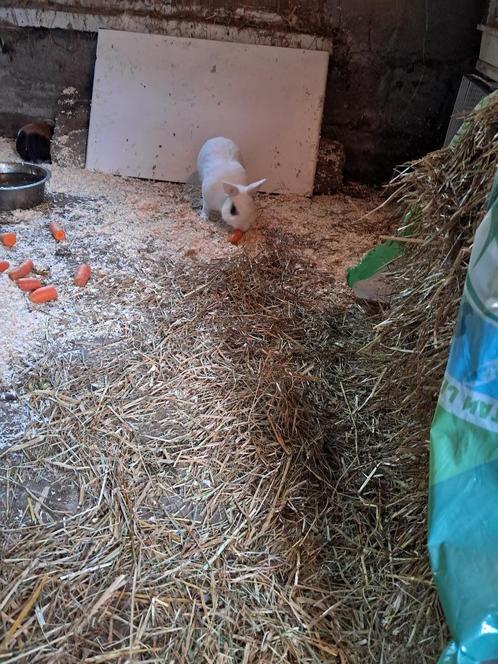 mooie cavia's en konijntje, Dieren en Toebehoren, Knaagdieren, Meerdere dieren, Cavia, November, Tam