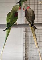 Couple éprouvé Alexanders, Plusieurs animaux, Perruche, Bagué