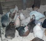 Kippen 7€/stuk, Dieren en Toebehoren