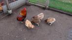 araucana toompje 4 hennen en haan 20 maanden oud, Dieren en Toebehoren, Pluimvee