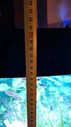 aquariums 2x grootte en kleine, Dieren en Toebehoren, Ophalen, Zo goed als nieuw, Gevuld zoetwateraquarium