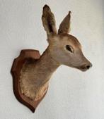 Taxidermie mooie Opgezette Ree kop - Capreolus wandmontage, Ophalen of Verzenden, Zo goed als nieuw, Hert, Gewei of Kop