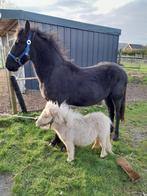 Fries...veulen, Dieren en Toebehoren, Gechipt, Minder dan 160 cm, M, 0 tot 2 jaar