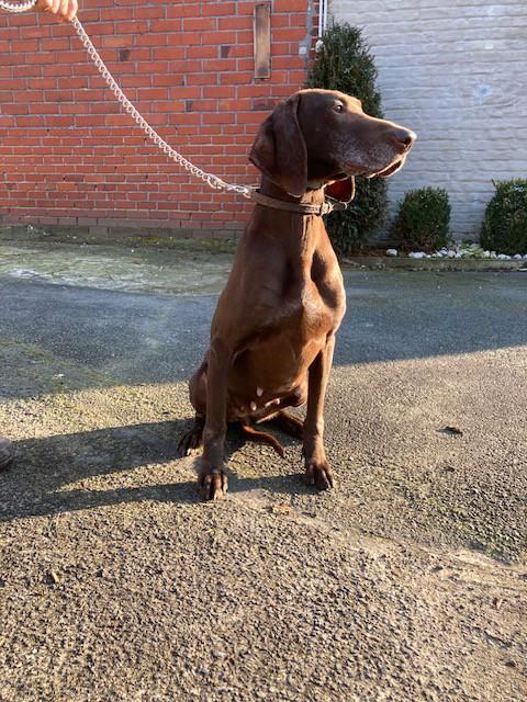 Duitse staande korthaar, Dieren en Toebehoren, Honden | Setters en Staande honden, Teef, Duitse Staande hond, Fokker | Hobbymatig
