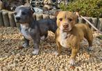 Stafford terrier beelden, Ophalen, Nieuw, Kunststof, Dierenbeeld