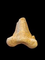 12) Fossiles de dents de requin Otodus sokolovi 4 cm., Enlèvement ou Envoi, Fossile