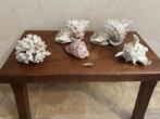 Schelpen en koraal, Verzamelen, Mineralen en Fossielen, Ophalen, Schelp(en)