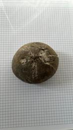 Fossile Oursin (Crétacé)