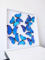 Splendide envol de 10 papillons Morpho Didius du Pérou 50x50, Insecte, Animal empaillé, Enlèvement ou Envoi, Neuf