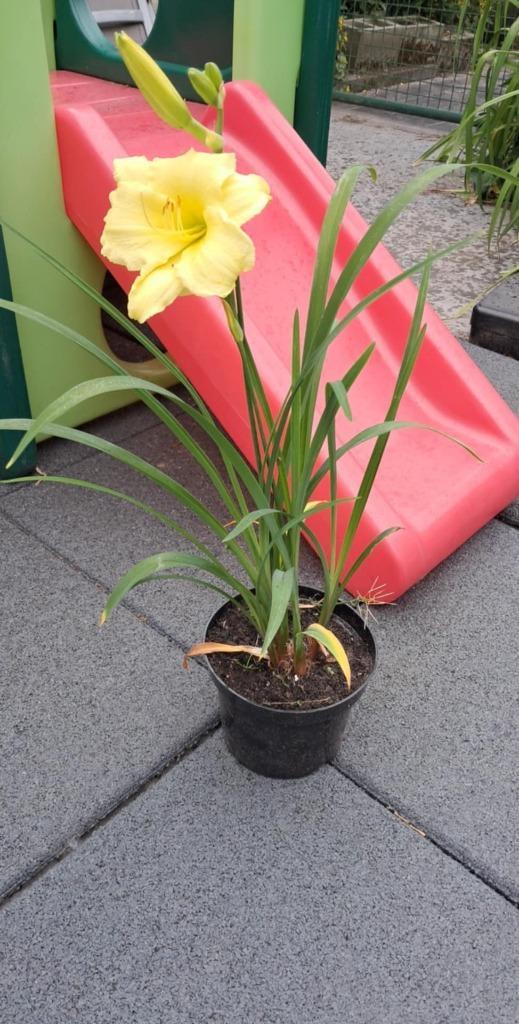 daglelie, Tuin en Terras, Planten | Tuinplanten, Zomer, Ophalen