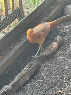 Goudfazant haan, Dieren en Toebehoren, Pluimvee