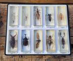 In hars gegoten insectencollectie, Verzamelen, Dierenverzamelingen, Ophalen, Gebruikt, Insect, Opgezet dier