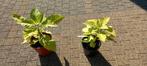 Brugmansia Datura Engelentrompet geel, Minder dan 100 cm, Overige soorten, Volle zon, Ophalen of Verzenden