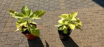 Brugmansia Datura Engelentrompet geel beschikbaar voor biedingen